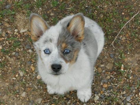 Generally speaking, when any breed is mixed with a corgi, the resultant puppies will have the appearance of the second breed and the body shape and size of a. red heeler puppy - Google Search | Puppies for Morgan | Pinterest | Corgi mix, Dog and Herding dogs