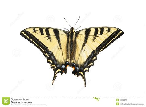 Western Tiger Swallowtail Stock Photography Cartoondealer Com