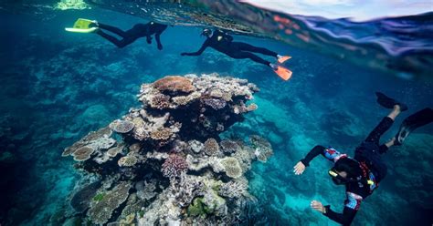 Ab Cairns Schnorchel Erlebnis Am Great Barrier Reef Getyourguide