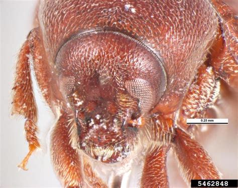 Seed Beetle Pagiocerus Frontalis