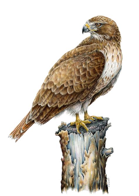red tailed hawk limited edition print wildlife drawings by jim wilson