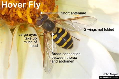 Free pest control & extermination quote for ga homes. Hover Fly Look-a-Likes | NC State Extension
