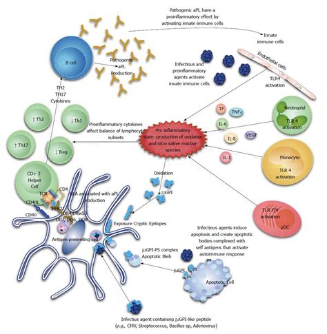 Pathogenetic Mechanisms Of Antiphospholipid Antibody Production In