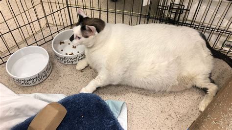 Fattest Cat This 41 Pound Kitty Named Barsik Needs A Forever Home
