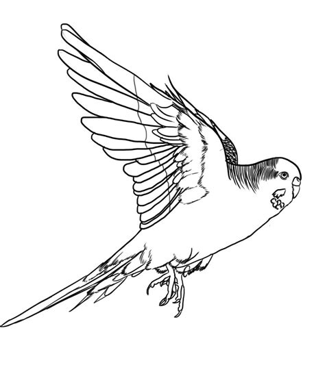 Budgie coloring, Download Budgie coloring for free 2019