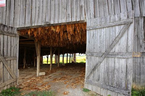 Sweet Southern Days Old Kentucky Tobacco Barns