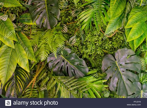 Patrón De Hojas Tropicales Hoja Verde Sin Fisuras De Las Plantas