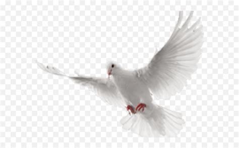 White Flying Dove Png Transparent Cartoon Jingfm Animated Dove Flying