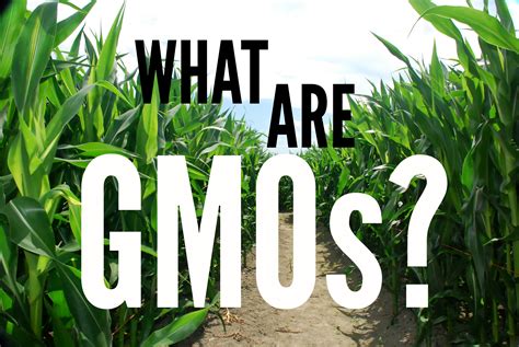 The Easy To Understand Gmo Guide What Where And 5 Simple Shopping