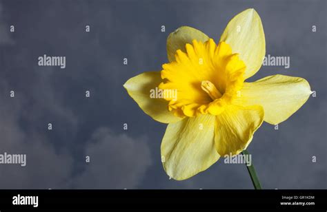 Bright Yellow Daffodil Bloom With Sky And Clouds Behind Stock Photo Alamy