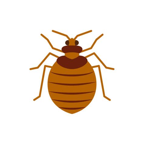 Bed Bugs Illustrations Royalty Free Vector Graphics