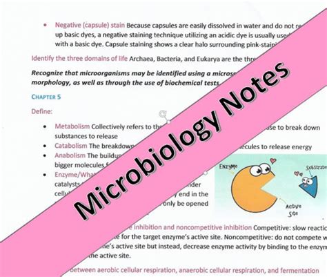 Microbiology All Notes From The Semester Etsy