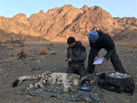 Tracking Predator And Prey Snow Leopard Trust