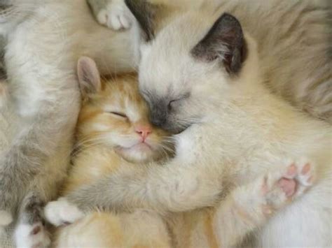 Sweet Dreams Kitten Cuddle Kittens Cutest Cute Animals