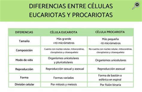 Células Eucariotas Y Procariotas Conoce Todo Sobre Ellas