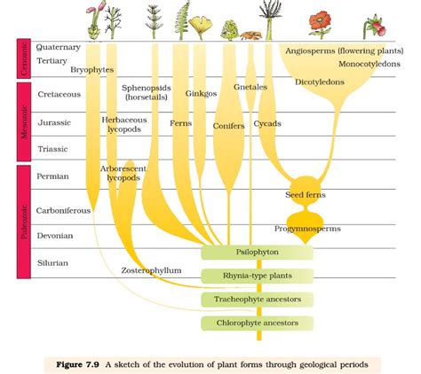 Origin And Evolution Of Life On Earth Pmf Ias