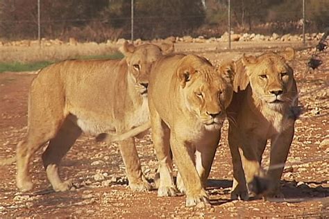 Lion Cub Trio Excites Open Range Zookeepers Abc News