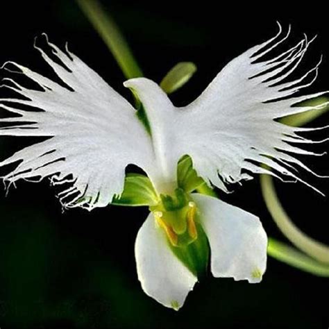 Rare Orchid Flower Of The Holy Spirit Orchid Flowers