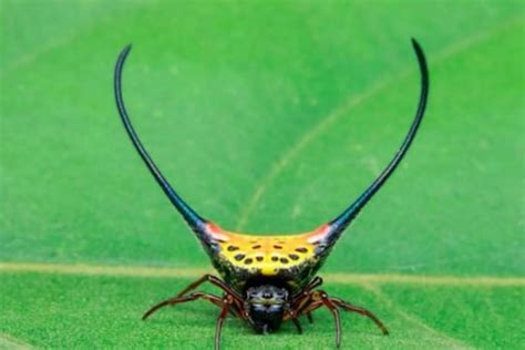 This Horned Spider May Give You Creepy Crawlies But Is Harmless News18