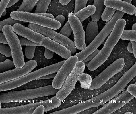A Step Forward In Modifying The Bacterium Escherichia Coli
