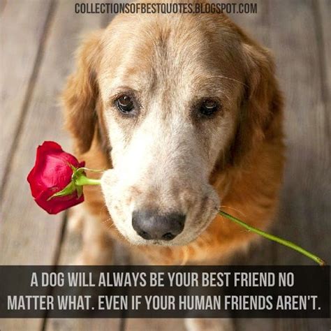 Collections Of Best Quotes A Dog Will Always Be Your Best Friend