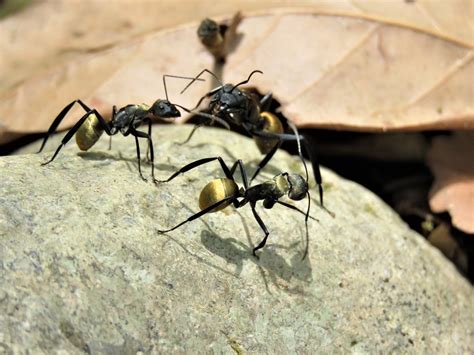 Ameisen haben dort gute bedingungen für den nestbau vorgefunden. Ameisen im Haus und Wohnung vertreiben