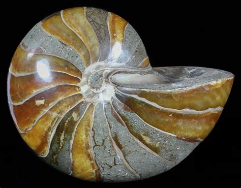 625 Large Polished Nautilus Fossil Madagascar 51677 For Sale