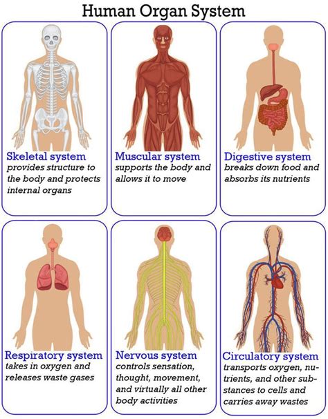 An Overview Of The Organ Systems That Make Up The Human Body