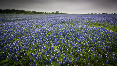 Best Time To See Bluebonnets In Texas 2024 When To See Roveme