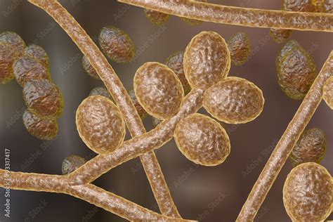 Microscopic Illustration Of Fungi Trichophyton Rubrum Which Cause Tinea