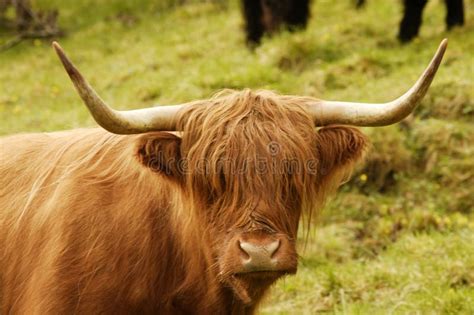Scottish Highland Cattle Stock Image Image Of Scottish 210125