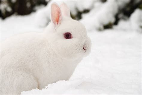 Royalty Free Snow Bunny Pictures Images And Stock Photos Istock