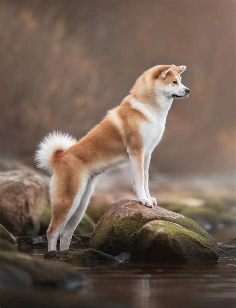 Akita Inu Precio Raza Comportamiento Temperamento