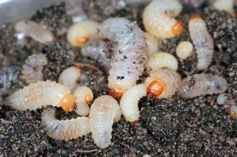 Taxuskever Vraat En Larven In De Tuin Herkennen En Bestrijden Max Hot