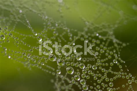 Dew On Spider Web Stock Photo Royalty Free Freeimages