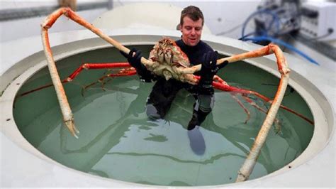 The japanese spider crab macrocheira kaempferi is mostly limited to the pacific side of the japanese islands, konshu and kyushu, usually at a latitude between 30 and 40 degrees north. World's Biggest Crab - Japanese Spider Crab - YouTube