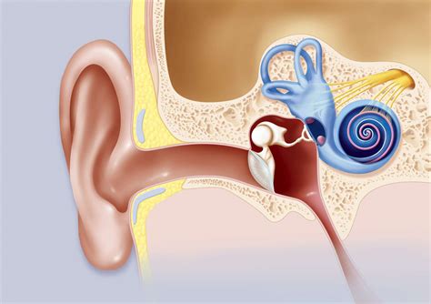 Cochlea Anatomy Function And Treatment