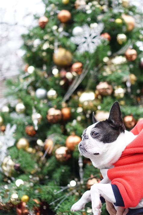 Boston Terrier Pet Dog Christmas Christmas Tree Small Breed Dogs