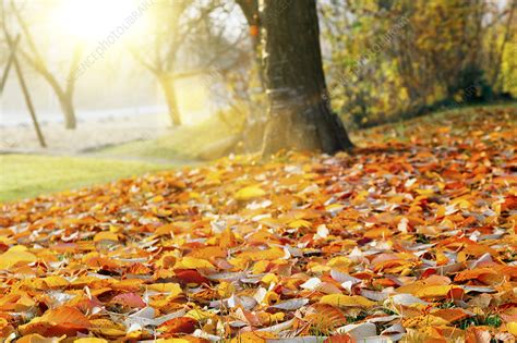 Autumn Leaves On The Ground Stock Image F0106201 Science Photo