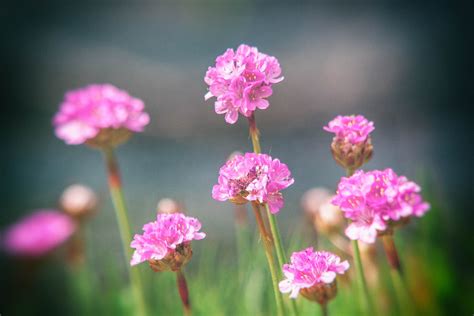 Shallow Focus Photography Of Pink Flowers During Day Time Hd Wallpaper