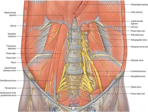 Nerves Of Anterior Abdominal Wall Anatomy Of The Abdomen Images