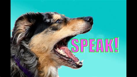 Easy Dog Trick How To Teach Your Dog To Speak Or Bark When You Ask