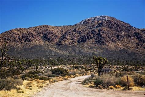 Joshua Trees In The Mojave National Park In Nevada Stock Image Image