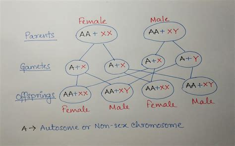 Explain Sex Determination In Drosophila