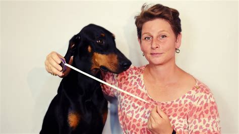 Depending on your pet's breed, you may want to consider the length of their hair/fur before you settle on a measurement. How to Measure for Martingale and Flat Dog Collars - YouTube