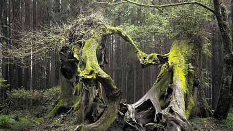 Hutan Paling Angker Di Dunia Yang Menyeramkan Berani Masuk