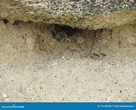Crab Crawling Out Of A Hole From Under A Stone Stock Photo Image Of