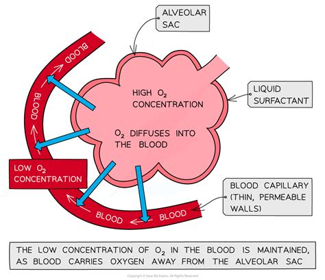 Cie A Level Biology Gas Exchange Processes