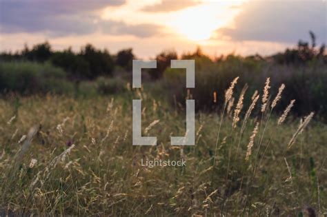 Tall Wild Grass In A Texas Field At Sunset — Photo — Lightstock