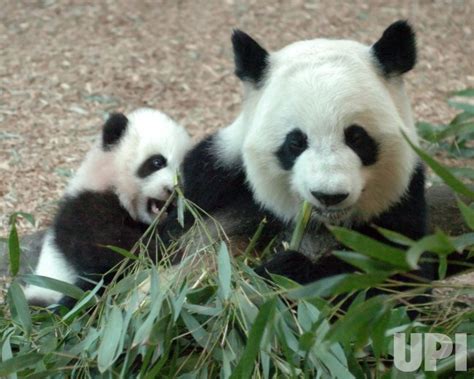 Photo Giant Panda Cub Mei Lan Makes Public Debut At Zoo Atlanta